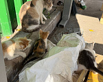 Кошки в Москве: 😻 Они ждут своих родителей… Разнополые, Бесплатно - фото 8