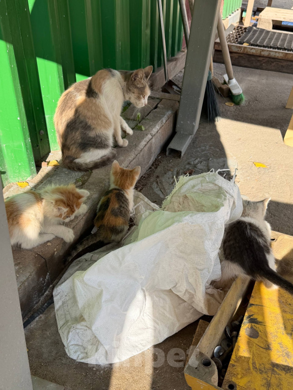 Кошки в Москве: 😻 Они ждут своих родителей… Разнополые, Бесплатно - фото 8