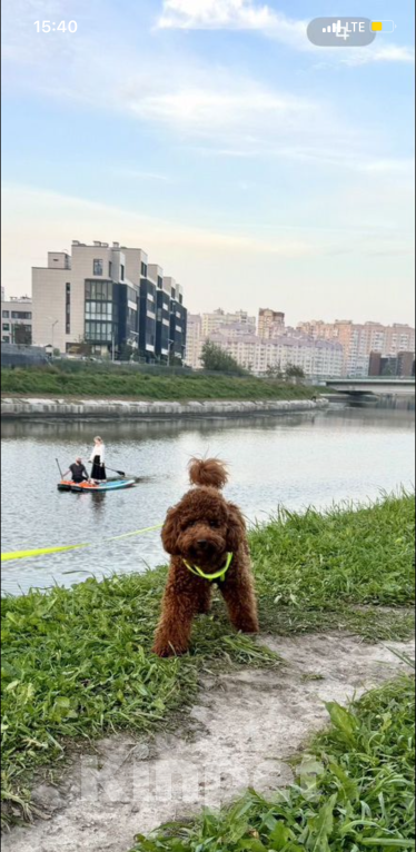 Собаки в Санкт-Петербурге: Мальтипу  Мальчик, 100 000 руб. - фото 8