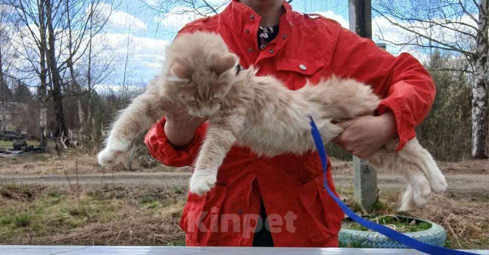 Кошки в Москве: Ребенок мейн кун Мальчик, 120 000 руб. - фото 4