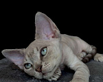 Кошки в Ломоносе: котята девон рекс Мальчик, 30 000 руб. - фото 2