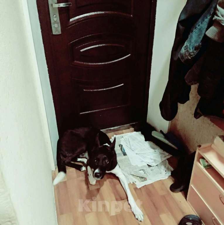 Собаки в Самаре: Срочно отдам собакена,помесь басенджи и гончей Мальчик, Бесплатно - фото 4