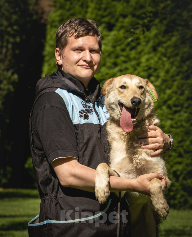 Собаки в других городах Московской области: Рыжая собака Апельсинка ищет дом! Девочка, Бесплатно - фото 2