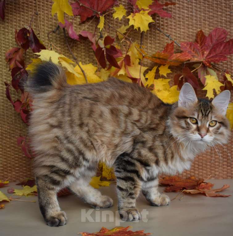 Кошки в Егорьевске: Курильский бобтейл Мальчик, 40 000 руб. - фото 2