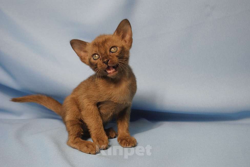 Кошки в Москве: Бурманские котята  Мальчик, 60 000 руб. - фото 4