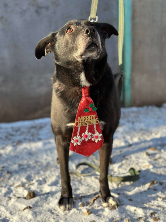 Собаки в Москве: Челси Девочка, Бесплатно - фото 3