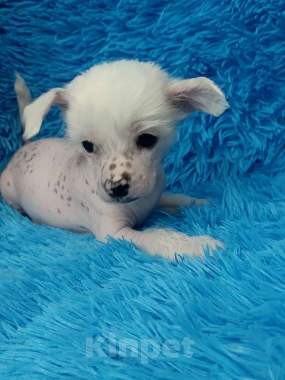 Собаки в Санкт-Петербурге: Китайская хохлатая мини Мальчик, 45 000 руб. - фото 3