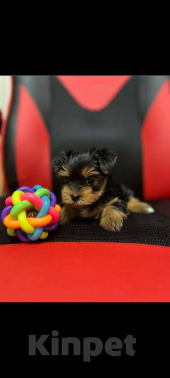 Собаки в других городах Тюменской области: Девочка  Девочка, 17 000 руб. - фото 3