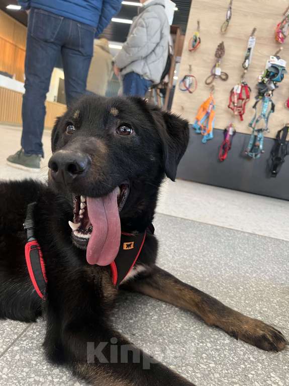 Собаки в Москве: Яша ищет маму Мальчик, Бесплатно - фото 8