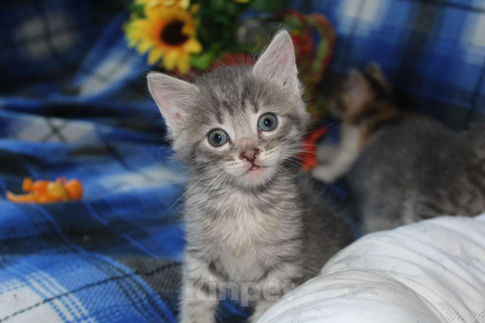 Кошки в Балашихе: котята в поисках дома Девочка, Бесплатно - фото 3