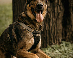 Собаки в Москве: Красивый Ярик ищет дом! Мальчик, Бесплатно - фото 1
