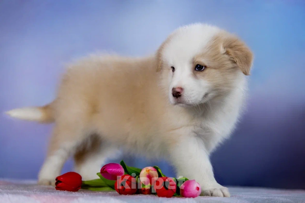 Собаки в Ярославле: Щенки бордер колли Мальчик, 80 000 руб. - фото 3