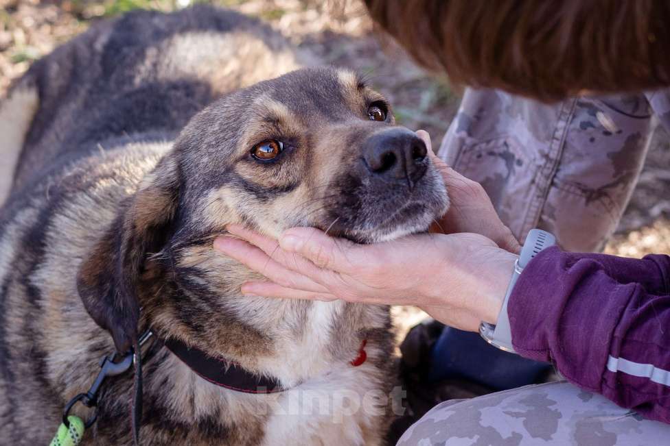 Собаки в Москве: Собака-компаньон в поисках семьи Мальчик, Бесплатно - фото 8