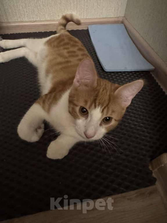 Кошки в Москве: Котик Тоша в добрые руки Мальчик, Бесплатно - фото 2