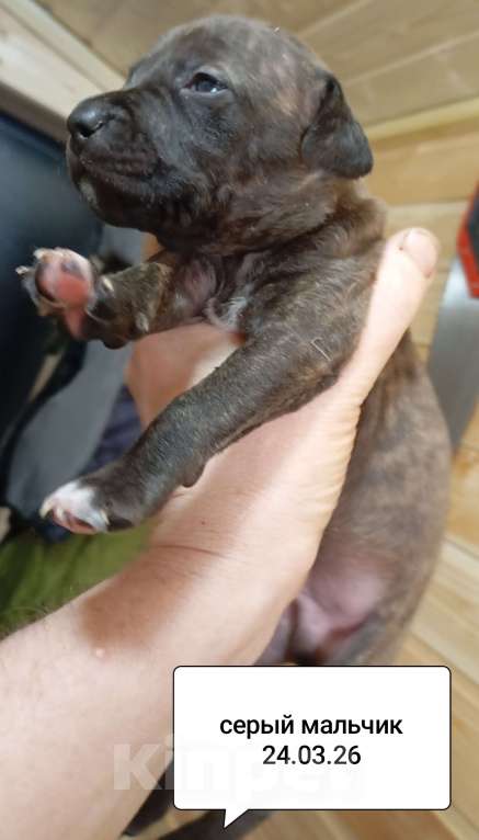 Собаки в других городах Московской области: Америкакнский питбультерьер . Мальчик. Мальчик, 40 000 руб. - фото 2