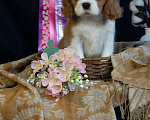 Собаки в Электростали: Мальчик кавалер кинг чарльз спаниель Мальчик, 70 000 руб. - фото 3