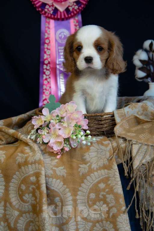 Собаки в Электростали: Мальчик кавалер кинг чарльз спаниель Мальчик, 70 000 руб. - фото 3