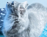 Кошки в Санкт-Петербурге: Чудесная кошечка для души Девочка, Бесплатно - фото 2