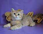 Кошки в Зеленограде: Прямоухий шотландец - Тигр Мальчик, 25 000 руб. - фото 4