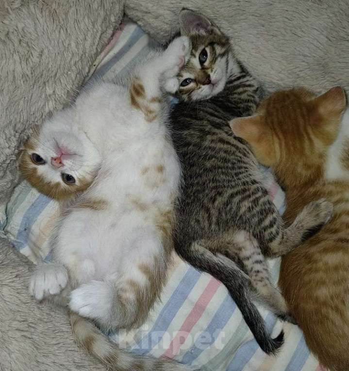 Кошки в Москве: Рыжие и серые котята 1,5 месяца в добрые руки Мальчик, 1 руб. - фото 4