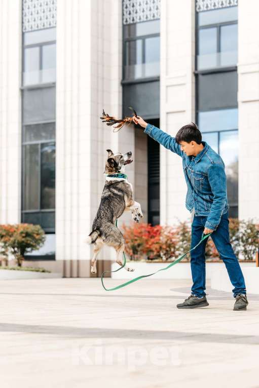 Собаки в Москве: Зажигательный Джаз ищет дом Мальчик, Бесплатно - фото 5