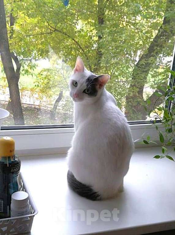 Кошки в Москве: Белый очень ласковый кот Зая Мальчик, Бесплатно - фото 5