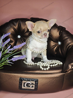 Мальчик чихуахуа с лиловым носиком