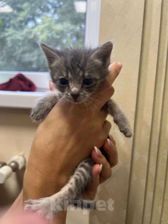 Кошки в Москве: Котята в добрые руки Мальчик, Бесплатно - фото 5