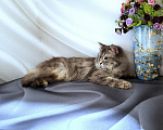 Кошки в Новосибирске: Котик манчкин нестандарт Мальчик, Бесплатно - фото 2