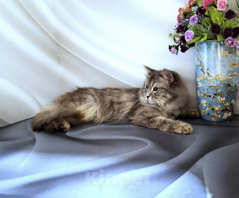 Кошки в Новосибирске: Котик манчкин нестандарт Мальчик, Бесплатно - фото 2