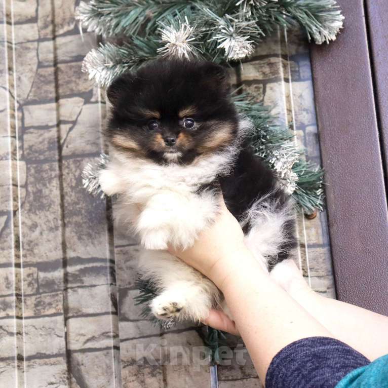 Собаки в Москве: Нарядная красотка Девочка, 75 000 руб. - фото 10