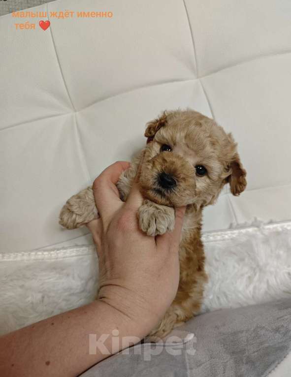 Собаки в Москве: Той пудель  Мальчик, 65 000 руб. - фото 1
