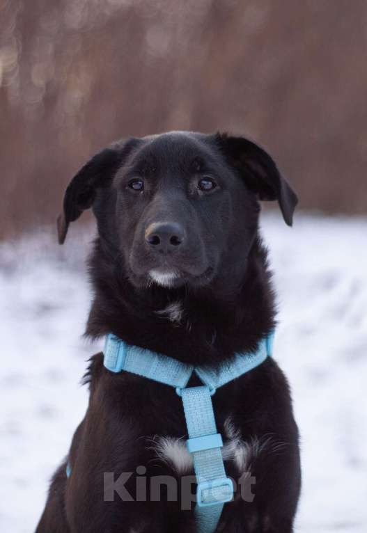 Собаки в Москве: Нежный и самый ласковый Уинтер в добрые руки Мальчик, Бесплатно - фото 5