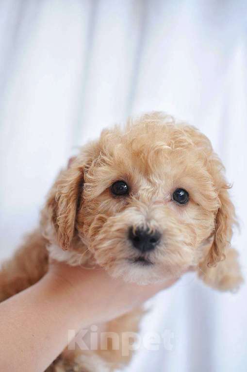 Собаки в Хадыженске: Мальтипу teddy bear look Мальчик, 57 000 руб. - фото 2