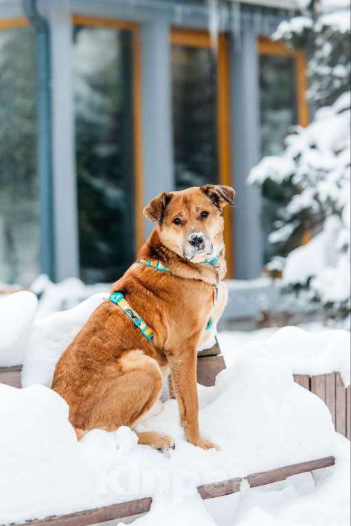 Собаки в Москве: Шикарный Джек ищет дом Мальчик, Бесплатно - фото 7