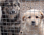 Собаки в Москве: Чудесные маленькие щенки-девочки в добрые руки Девочка, 10 руб. - фото 3