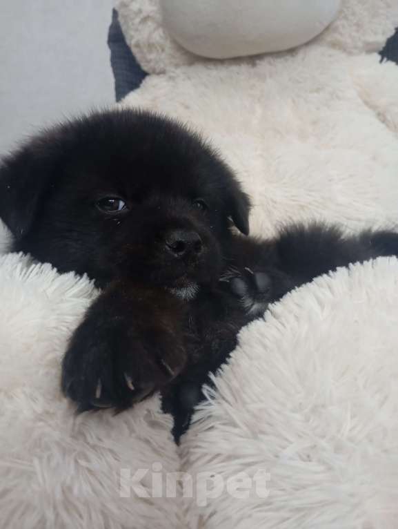 Собаки в Красноярске: Щенок Мальчик, Бесплатно - фото 4