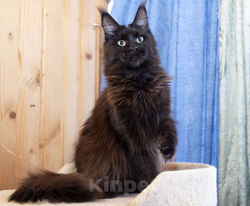 Кошки в Москве: Кошка Мейн Кун Девочка, 6 000 руб. - фото 4