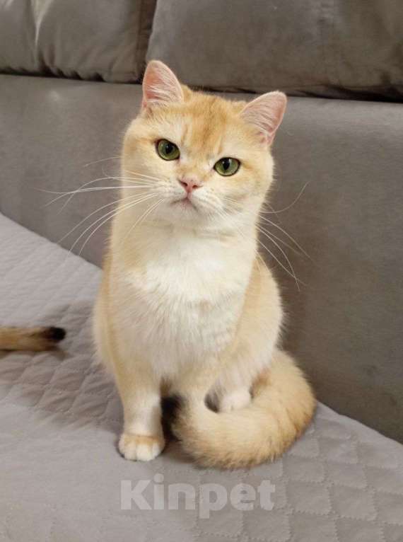 Кошки в Москве: Британская девочка Девочка, 45 000 руб. - фото 3