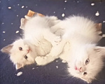 Кошки в Москве: Ragdoll Мальчик, 53 000 руб. - фото 1