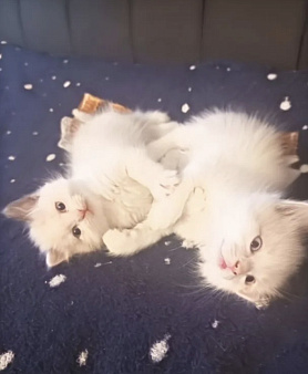 Ragdoll малышки