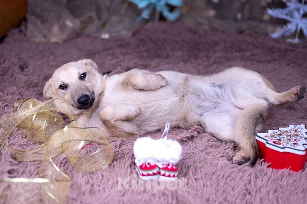 Собаки в других городах Московской области: Ася щенок  Девочка, Бесплатно - фото 6