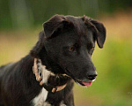 Собаки в Сланце: Метис хаски, Бесплатно - фото 3