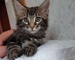 Кошки в Западном Двине: Мальчик породы Мейн кун Мальчик, 20 000 руб. - фото 8