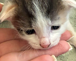 Кошки в Химках: Котенок в добрые руки Девочка, Бесплатно - фото 2