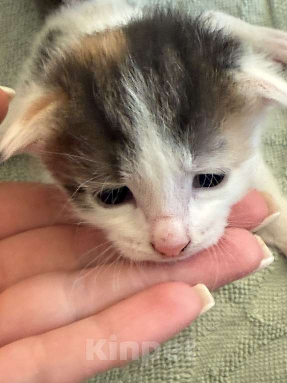 Кошки в Химках: Котенок в добрые руки Девочка, Бесплатно - фото 2