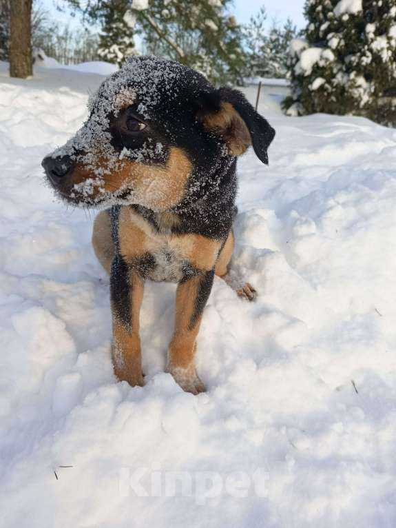 Собаки в других городах Ленинградской области: Ворчун Мальчик, Бесплатно - фото 3