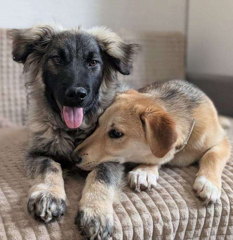 Собаки в Жуковском: Гриша - щенок из отлова Мальчик, Бесплатно - фото 1