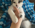 Кошки в Ростове-на-Дону: Отдаю котёнка в добрые руки Мальчик, Бесплатно - фото 2