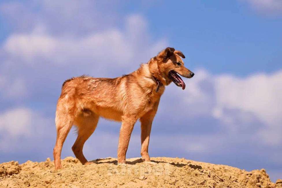 Собаки в Москве: Небольшая собачка с солнечным характером Мальчик, Бесплатно - фото 2